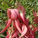 Clianthus puniceus fleur